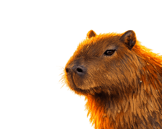 Capivara no campo